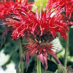 Monarda didyma 'Cambridge Scarlet'
