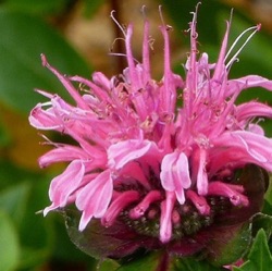 Monarda didyma 'Sugar Lace' ®