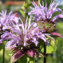 Monarda 'Elsie's Lavender'