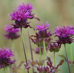 Monarda fistulosa 'Scorpion'