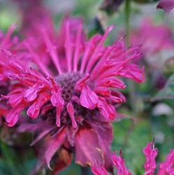 Monarda 'Kardinal'