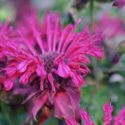 Monarda 'Kardinal'