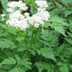 Myrrhis odorata