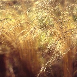 Nasella tenuissima (Stipa tenuissima)