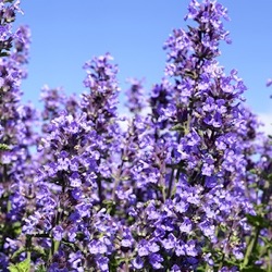 Nepeta 'Cat's Pajamas' ®