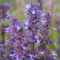 Nepeta grandiflora 'Bramdean'