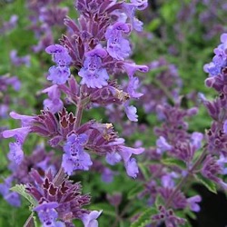 Nepeta racemosa 'Walker's Low'