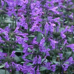 Nepeta sibirica