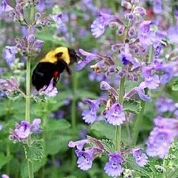 Nepeta 'Six Hills Giant'