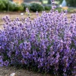 Nepeta x faassenii 'Purrsian Blue'