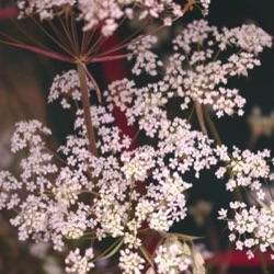 Nothosmyrnium japonicum var. sutchuenense 'Loushan Filigree'