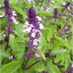 Ocimum basilicum 'Cinnamon'