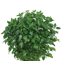 Ocimum basilicum 'Coldasil