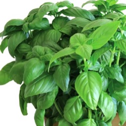 Ocimum basilicum 'D-Fencesil'™