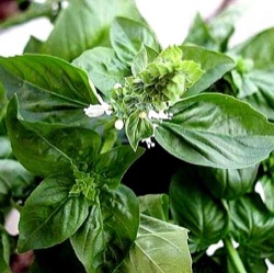 Ocimum basilicum 'Genovese'