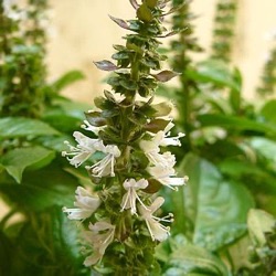 Ocimum basilicum 'Marseillais'