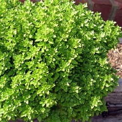Ocimum basilicum 'Minette'