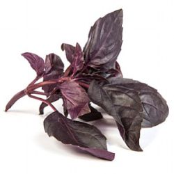 Ocimum basilicum 'Opal'
