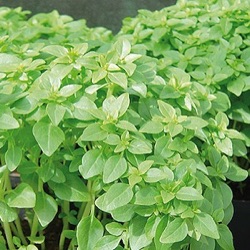 Ocimum basilicum 'Piccolino'