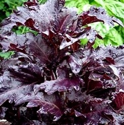 Ocimum basilicum 'Purple Ruffles'