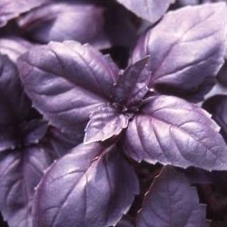Ocimum basilicum 'Red Rubin'