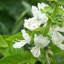 Ocimum basilicum var. citriodora 'Mrs. Burns Lemon'