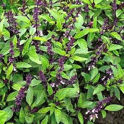 Ocimum basilicum var. thyrsiflora 'Queenette Thai'