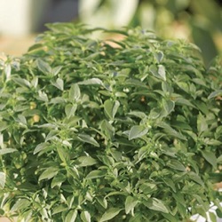 Ocimum 'Green Sensation'