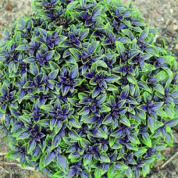 Ocimum 'Herbalea Red Ball'