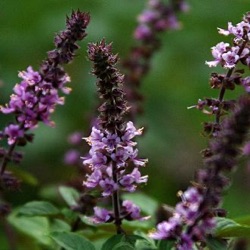 Ocimum 'Magic Mountain'