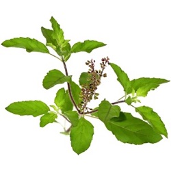 Ocimum tenuiflorum ( O. sanctum)