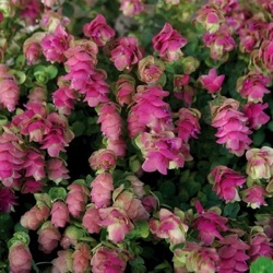 Origanum 'Kirigami'