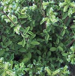 Origanum majorana 'Italian'