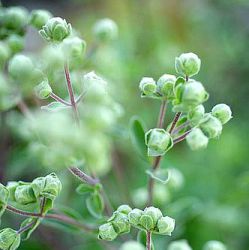 Origanum majorana