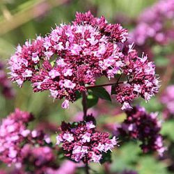 Origanum 'Rosenkuppel'
