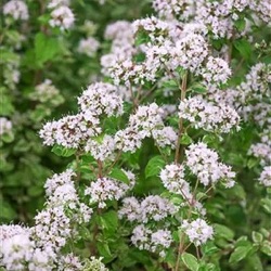 Origanum vulgare 'Supreme'