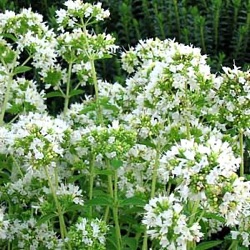 Origanum vulgare var. album