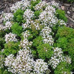 Origanum vulgare var. nanum