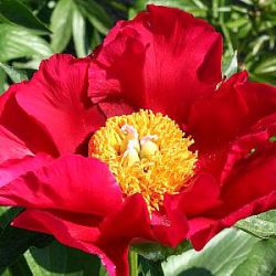 Paeonia 'America'