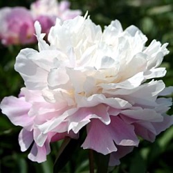 Paeonia 'Catharina Fontijn' (LD)