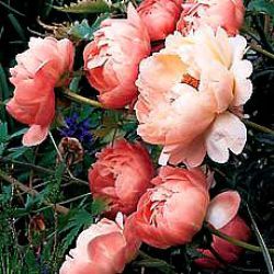 Paeonia 'Coral Charm' (LD)