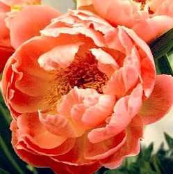 Paeonia 'Coral Supreme'