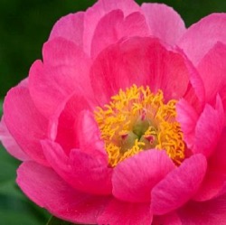 Paeonia 'Cythera'