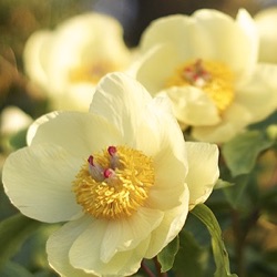 Paeonia daurica subsp. mlokosewitschii