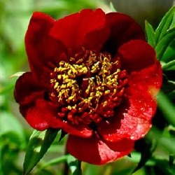 Paeonia delavayi