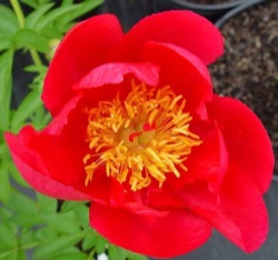 Paeonia 'Flame'