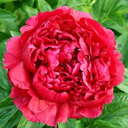 Paeonia 'Henry Bockstoce'