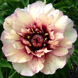 Paeonia Itoh-hybride 'All that Jazz'