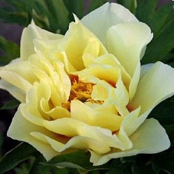 Paeonia Itoh-hybride 'Bartzella'