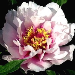 Paeonia Itoh-hybride 'Cora Louise'